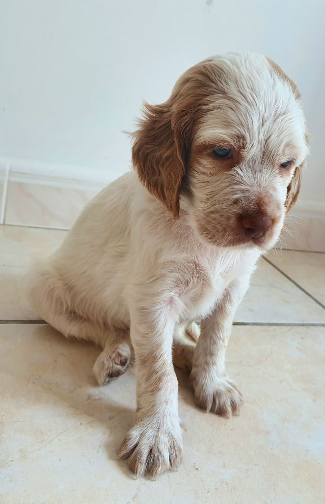 de Lanamat - Chiots disponibles - Setter Anglais