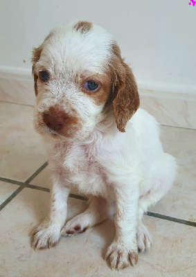 CHIOT