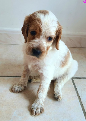CHIOT