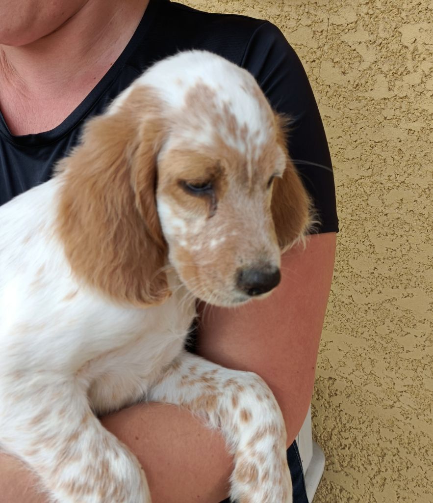 de Lanamat - Chiots disponibles - Setter Anglais